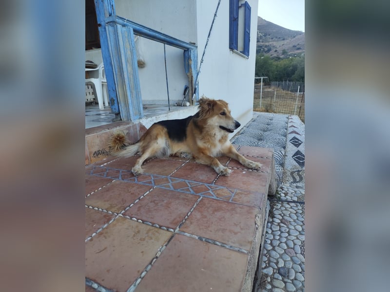 Freundlicher Collie Mix LEYLA sucht eine Familie!