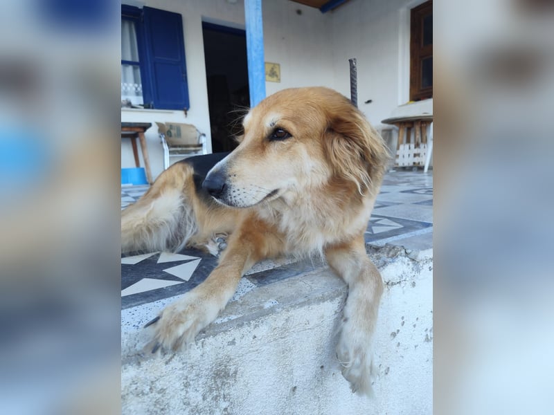 Freundlicher Collie Mix LEYLA sucht eine Familie!