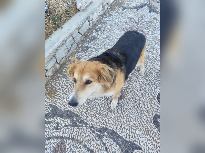 Freundlicher Collie Mix LEYLA sucht eine Familie!