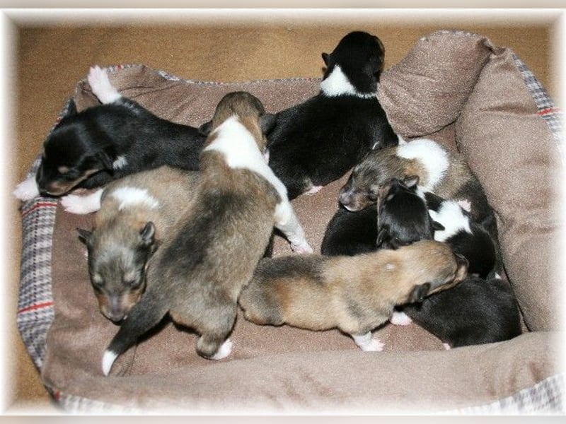 amerikanische Colliewelpen , Rough Collie VDH langjährige Zucht in NRW