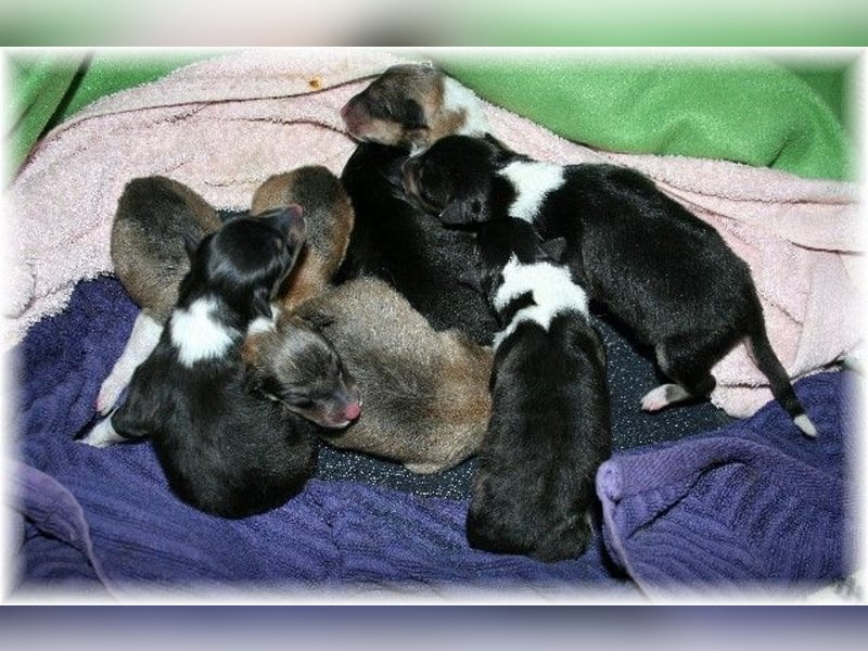 amerikanische Colliewelpen , Rough Collie VDH langjährige Zucht in NRW