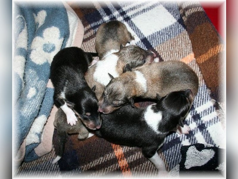 amerikanische Colliewelpen , Rough Collie VDH langjährige Zucht in NRW