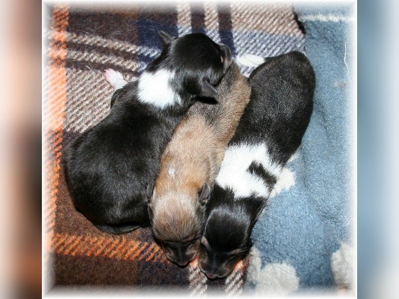 amerikanische Colliewelpen , Rough Collie VDH langjährige Zucht in NRW