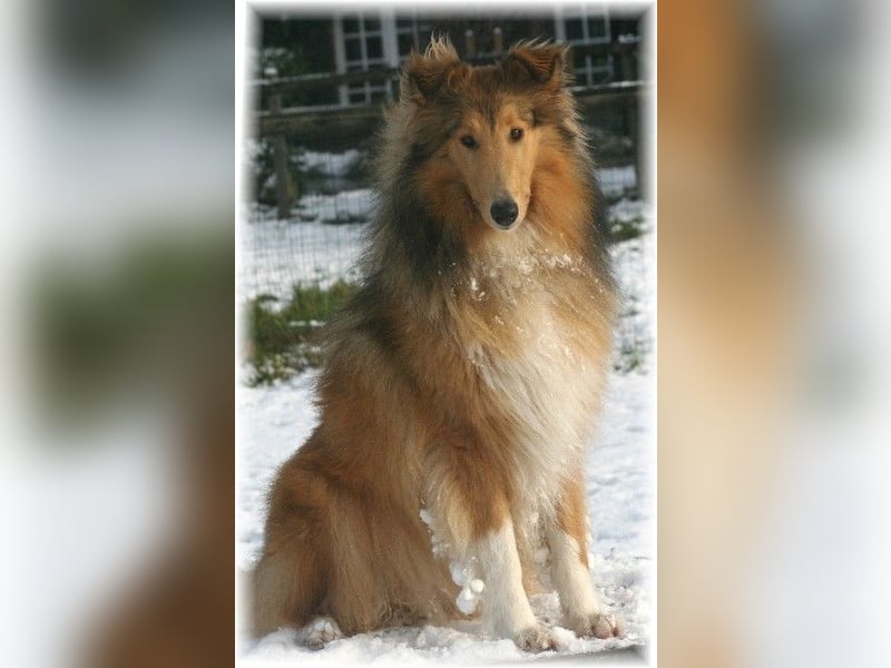 amerikanische Colliewelpen , Rough Collie VDH langjährige Zucht in NRW