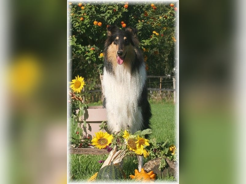 amerikanische Colliewelpen , Rough Collie VDH langjährige Zucht in NRW