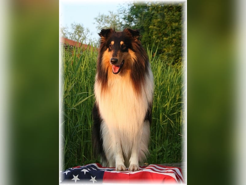 amerikanische Colliewelpen , Rough Collie VDH langjährige Zucht in NRW