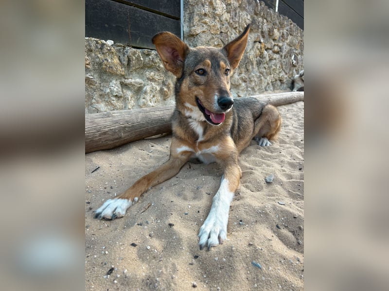 Charmante Mara wartet auf unserem Tierschutzhof in Portugal auf dich!
