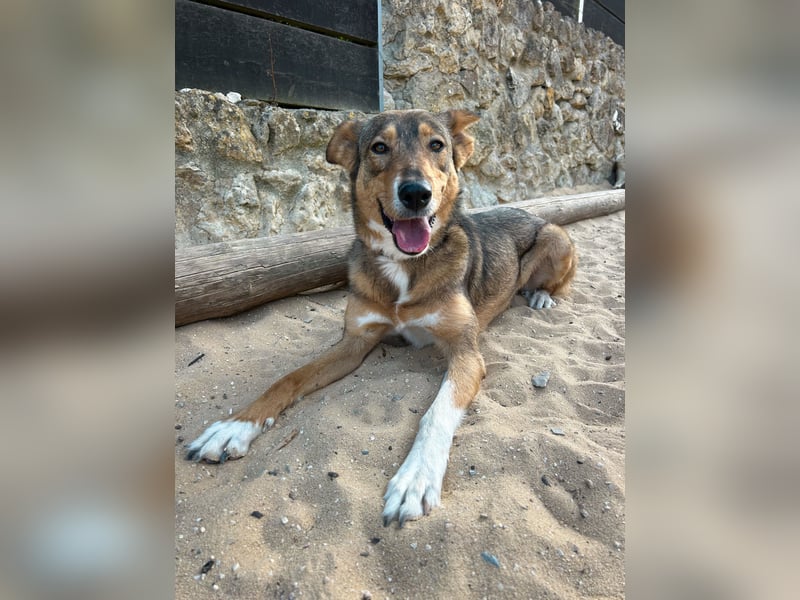 Charmante Mara wartet auf unserem Tierschutzhof in Portugal auf dich!