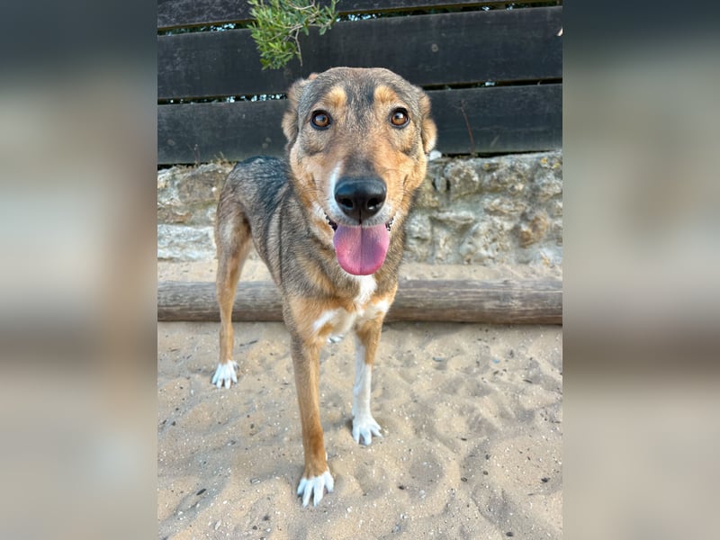 Charmante Mara wartet auf unserem Tierschutzhof in Portugal auf dich!