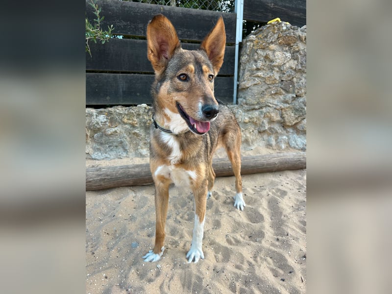 Charmante Mara wartet auf unserem Tierschutzhof in Portugal auf dich!