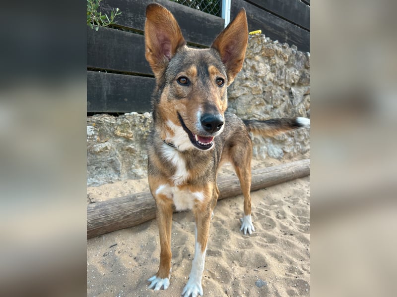 Charmante Mara wartet auf unserem Tierschutzhof in Portugal auf dich!