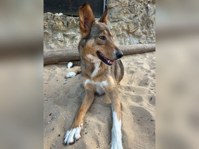 Charmante Mara wartet auf unserem Tierschutzhof in Portugal auf dich!