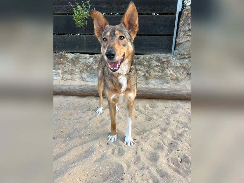 Charmante Mara wartet auf unserem Tierschutzhof in Portugal auf dich!