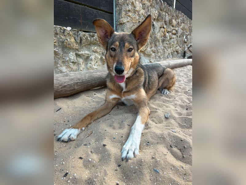 Charmante Mara wartet auf unserem Tierschutzhof in Portugal auf dich!