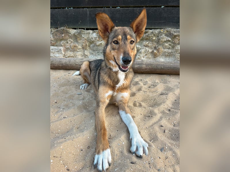 Charmante Mara wartet auf unserem Tierschutzhof in Portugal auf dich!