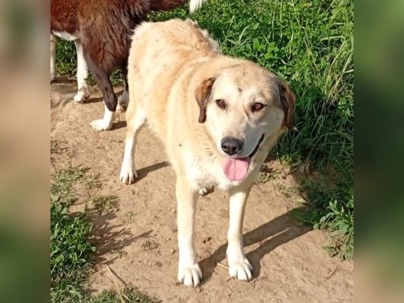 Vicky:  sucht ein Zuhause/Pflegestelle