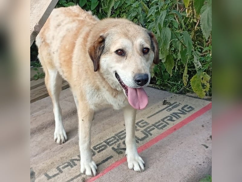 Vicky:  sucht ein Zuhause/Pflegestelle