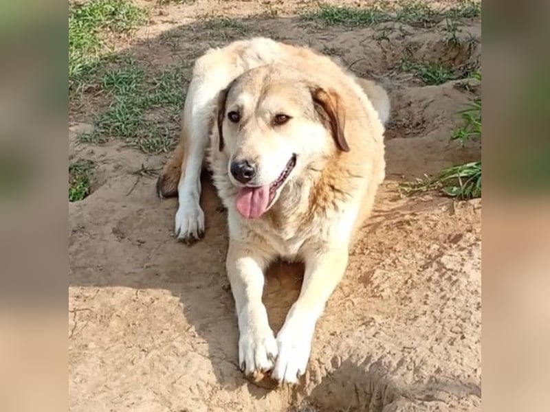 Vicky:  sucht ein Zuhause/Pflegestelle
