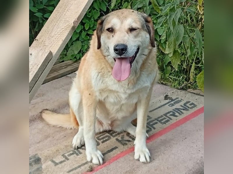 Vicky:  sucht ein Zuhause/Pflegestelle