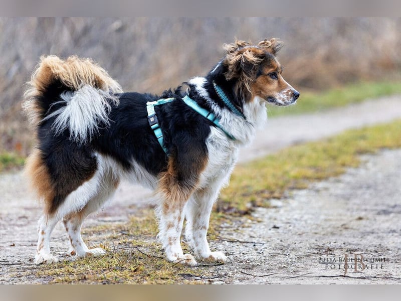 Luciane - freundliche Familienhündin - Tierhilfe Franken e.V.