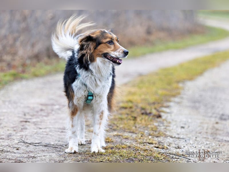 Luciane - freundliche Familienhündin - Tierhilfe Franken e.V.
