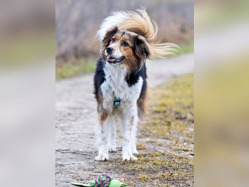 Luciane - freundliche Familienhündin - Tierhilfe Franken e.V.