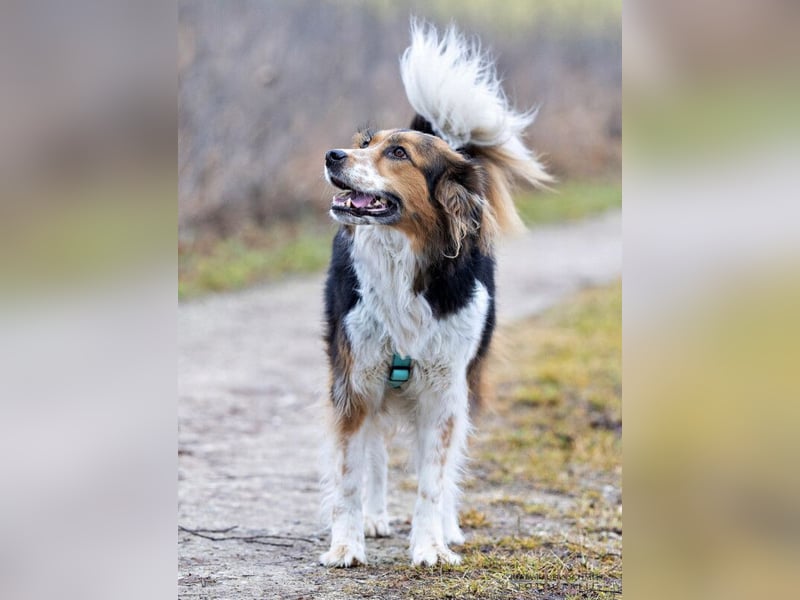 Luciane - freundliche Familienhündin - Tierhilfe Franken e.V.