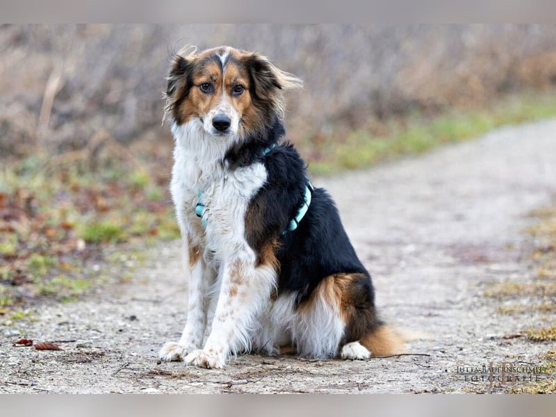 Luciane - freundliche Familienhündin - Tierhilfe Franken e.V.