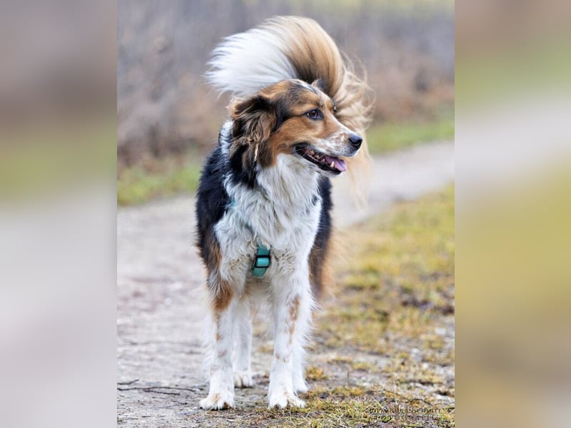 Luciane - freundliche Familienhündin - Tierhilfe Franken e.V.