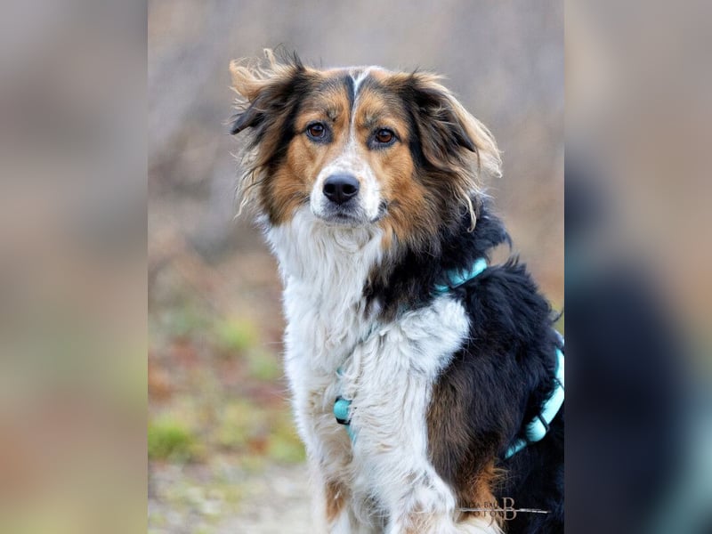 Luciane - freundliche Familienhündin - Tierhilfe Franken e.V.