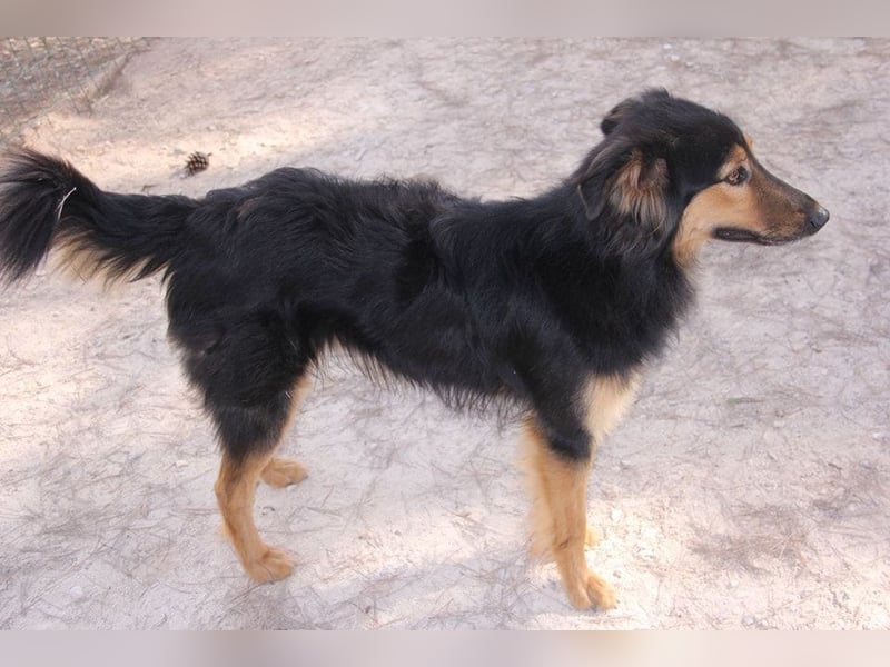 Sportlicher Collie Mix sucht sportliche Familie