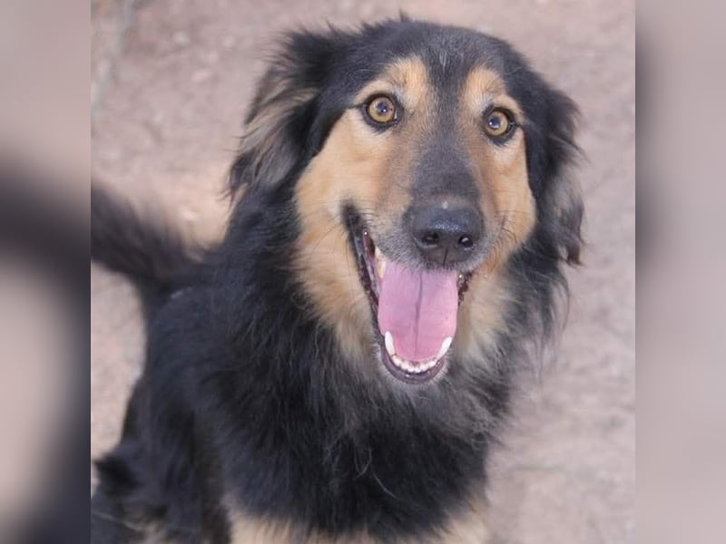 Sportlicher Collie Mix sucht sportliche Familie