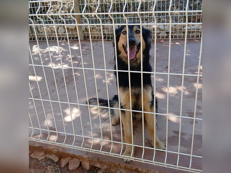 Sportlicher Collie Mix sucht sportliche Familie