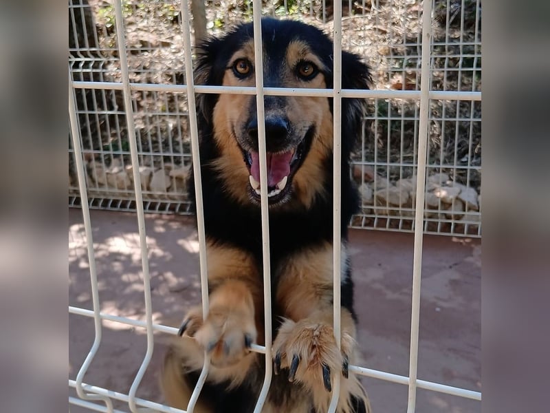 Sportlicher Collie Mix sucht sportliche Familie