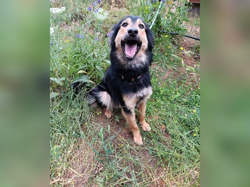 Sportlicher Collie Mix sucht sportliche Familie