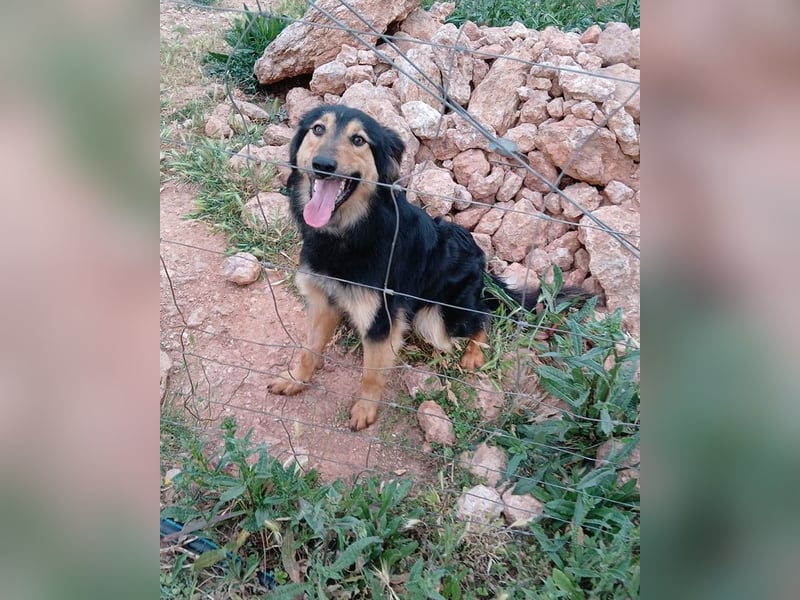 Sportlicher Collie Mix sucht sportliche Familie