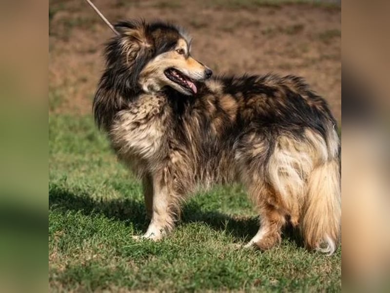 Dollya