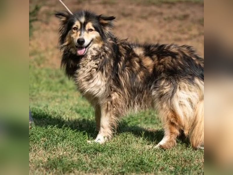 Dollya