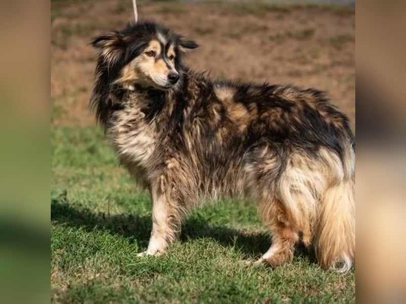 Dollya