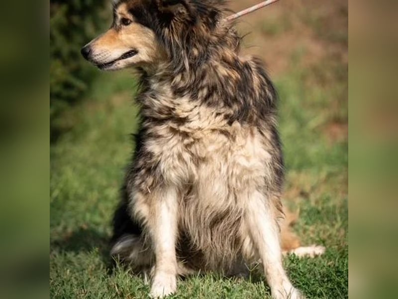 Dollya