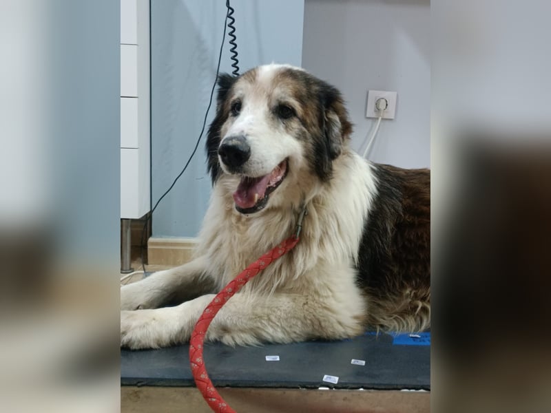 Blue -wer schenkt diesem besonderen alten Hund ein Zuhause?