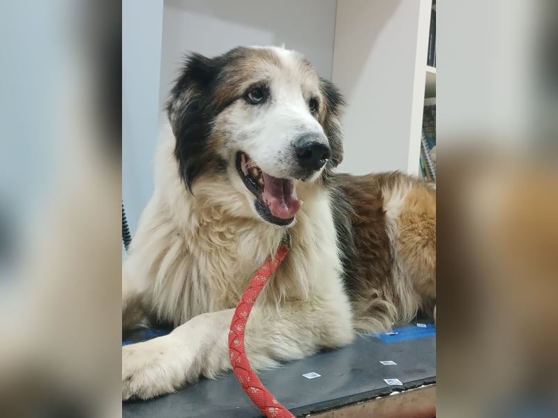 Blue -wer schenkt diesem besonderen alten Hund ein Zuhause?