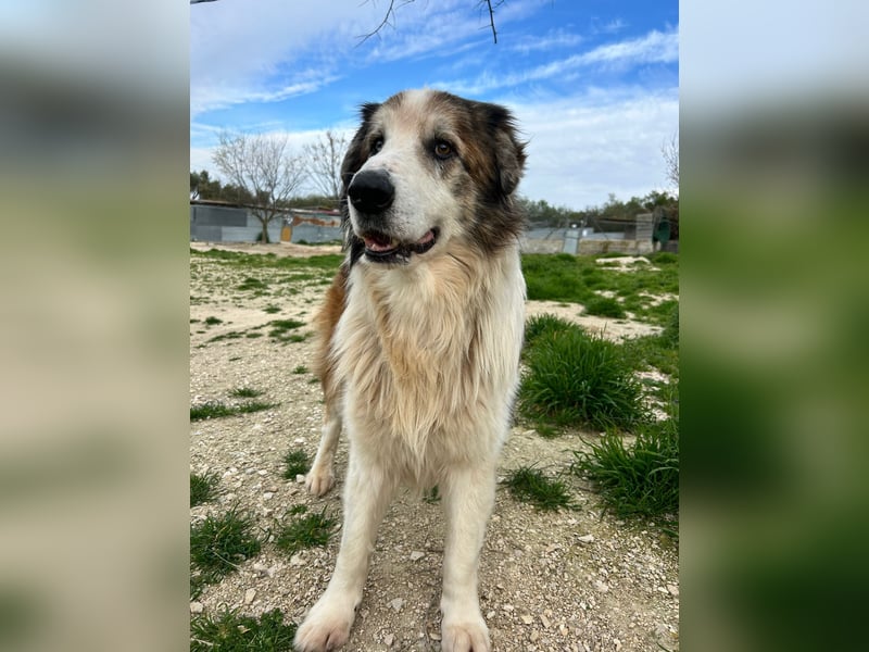 Blue -wer schenkt diesem besonderen alten Hund ein Zuhause?