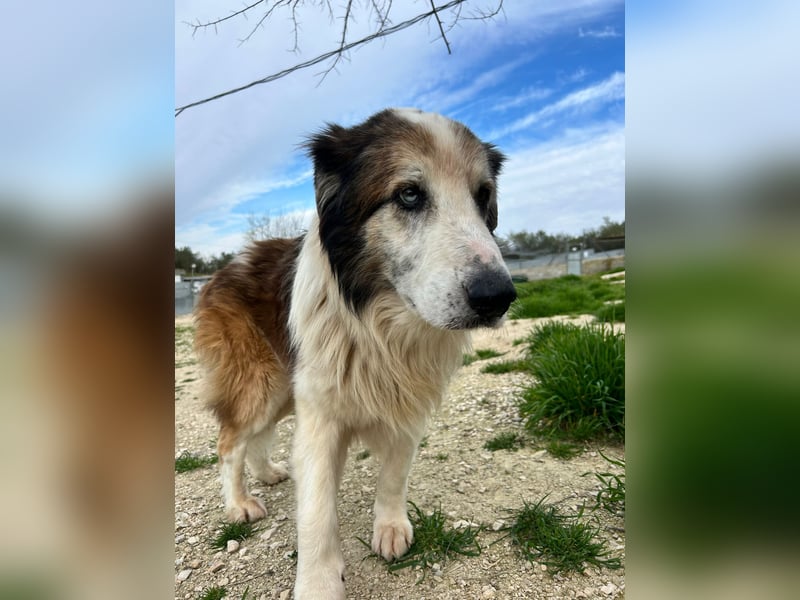 Blue -wer schenkt diesem besonderen alten Hund ein Zuhause?