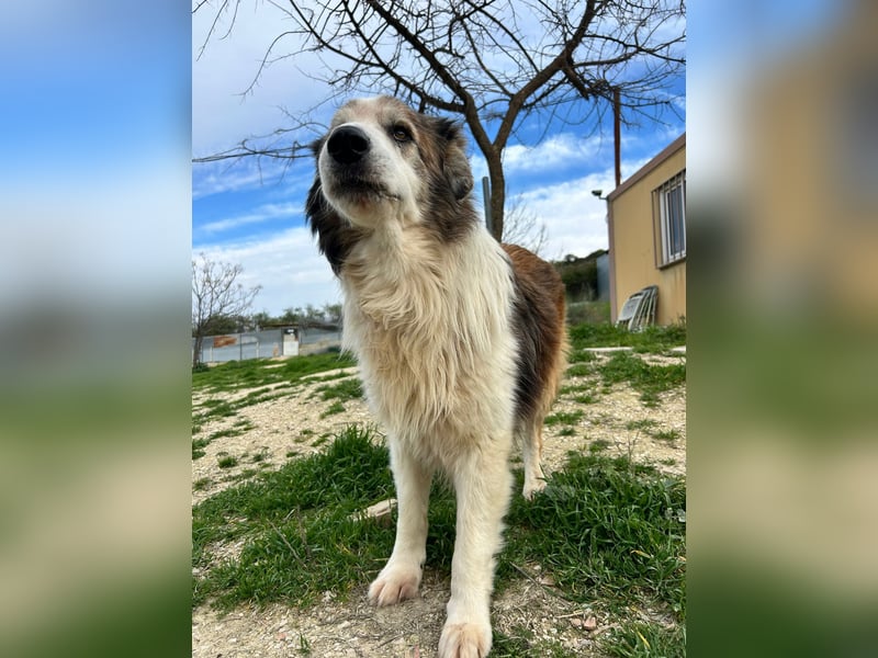 Blue -wer schenkt diesem besonderen alten Hund ein Zuhause?