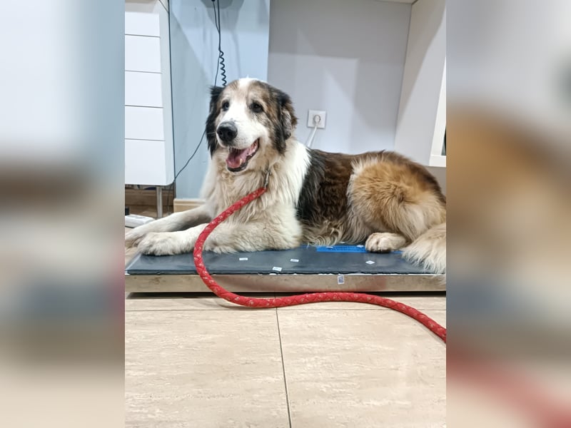 Blue -wer schenkt diesem besonderen alten Hund ein Zuhause?