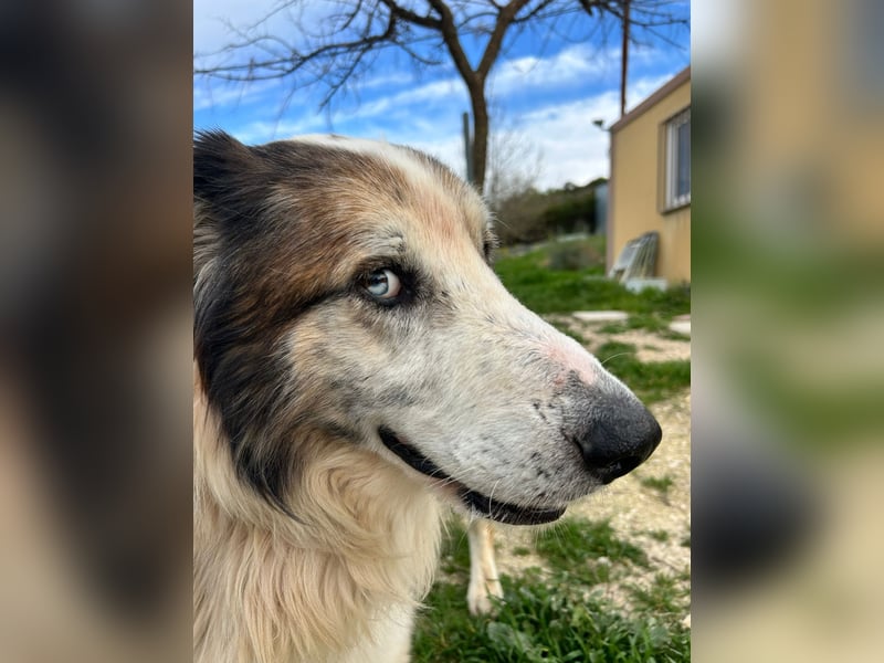 Blue -wer schenkt diesem besonderen alten Hund ein Zuhause?