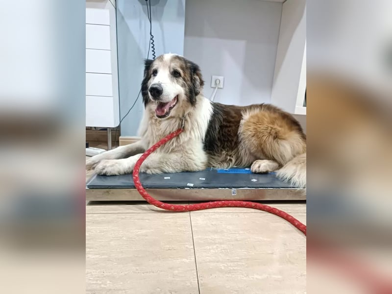 Blue -wer schenkt diesem besonderen alten Hund ein Zuhause?