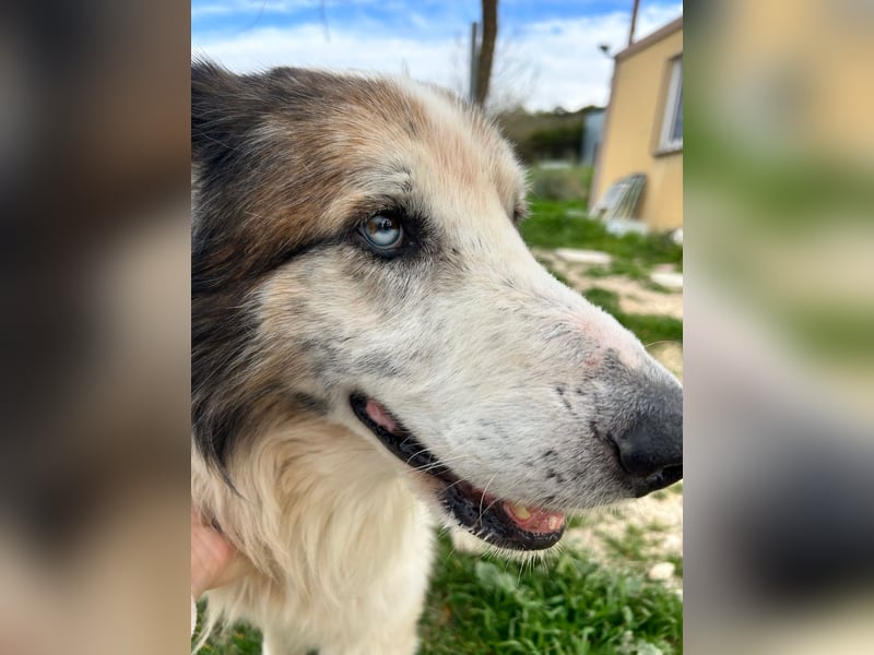 Blue -wer schenkt diesem besonderen alten Hund ein Zuhause?