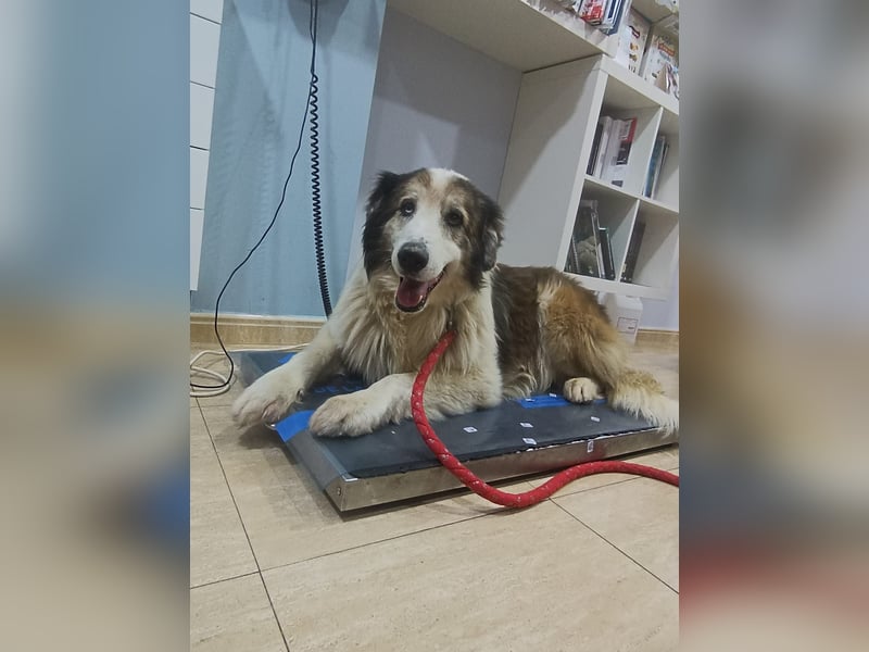 Blue -wer schenkt diesem besonderen alten Hund ein Zuhause?